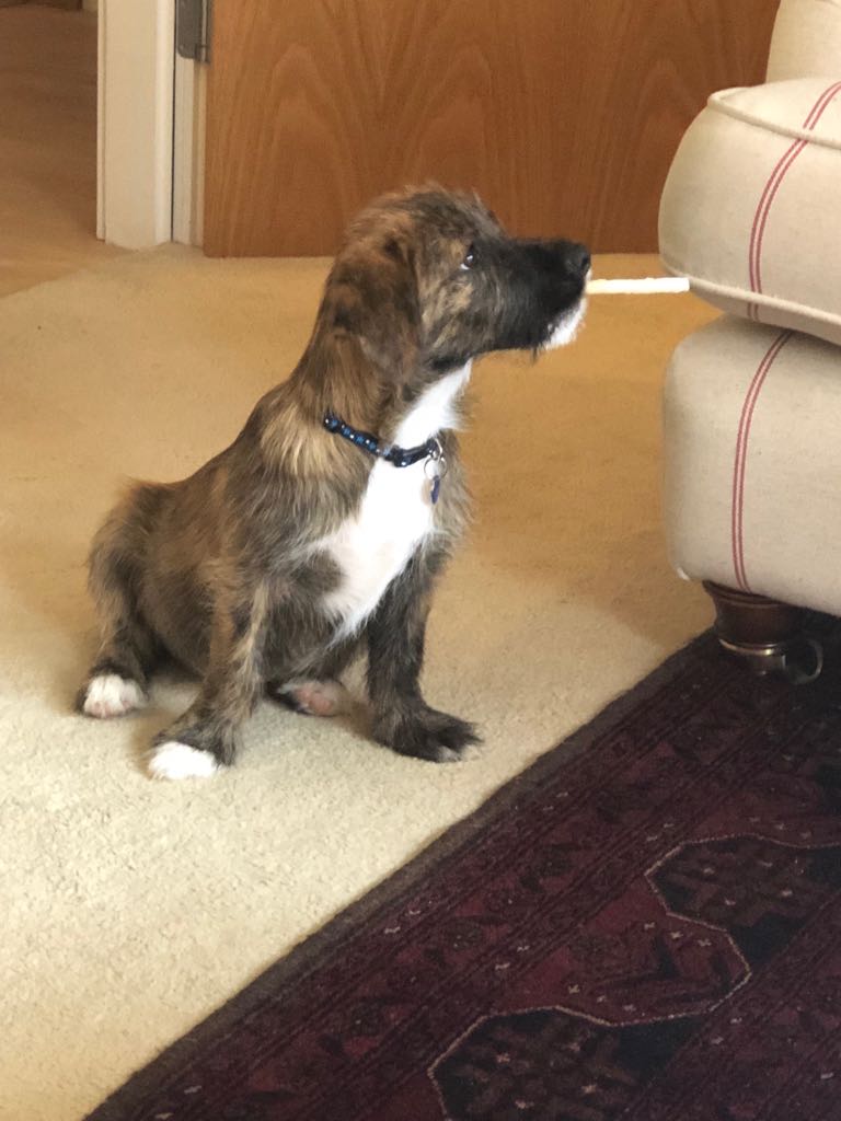 BryanEasson1's tweet photo. What amazing people at #thepackprojectuk . Our new family members have arrived from Romania. So many dogs needing saved or sponsored. These 2 don't realise that Murrayfield will be their new field of dreams. https://t.co/0ScbPOOA0E