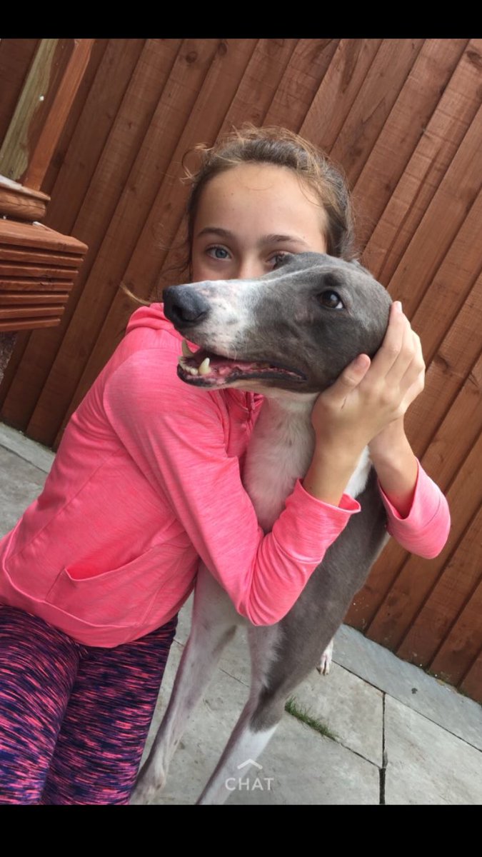 Gezzyprice's tweet image. Let&apos;s see how my boy does tonight in the heats of the Welsh Derby 🤞🏼🏁 @SarahKinsella3 @RPGreyhounds #flapping #derby #seventeenblack #coolbegdoha