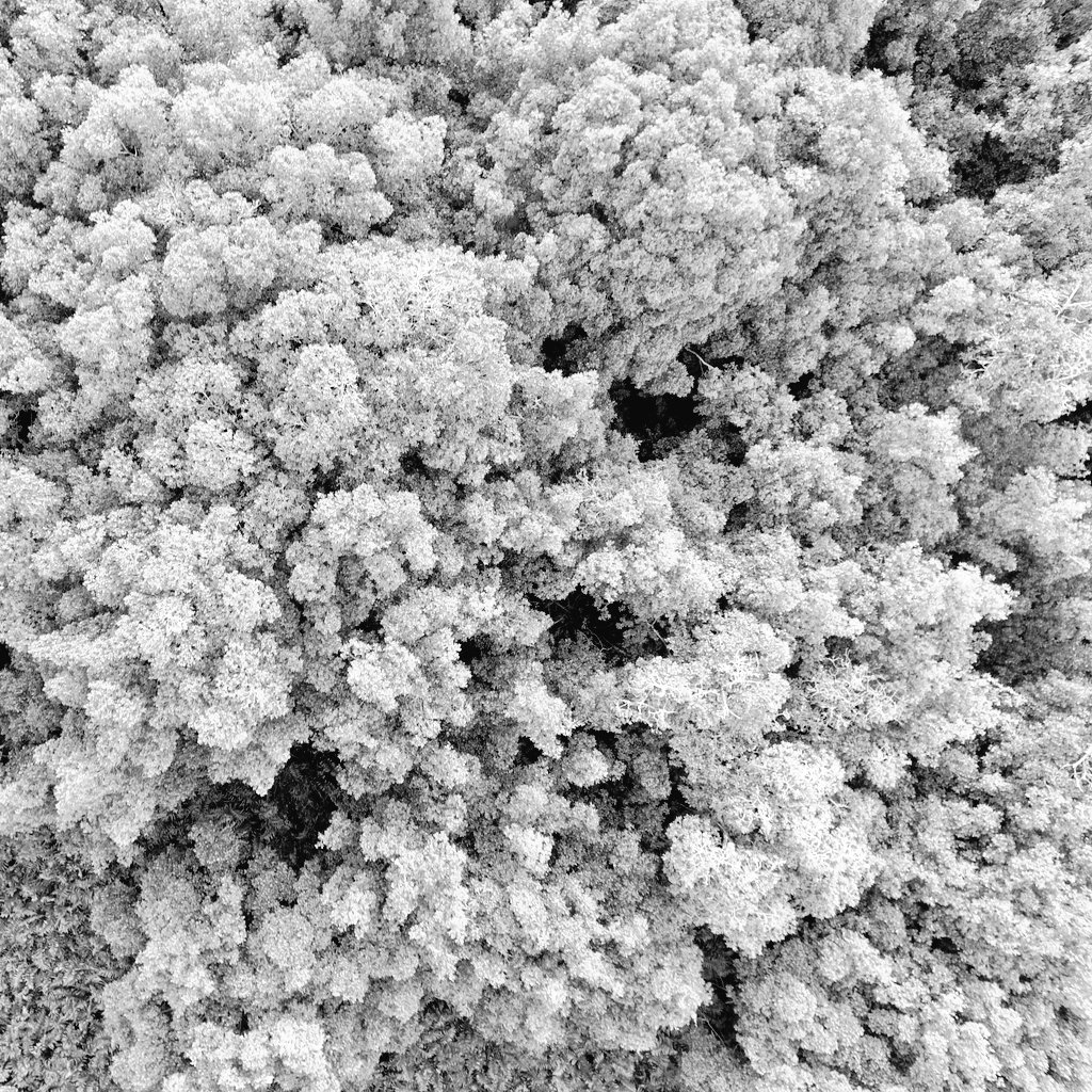 Mangle_Blanco's tweet photo. #southerncaribbean
#Mangroves from above:
Treefall gaps, anthropogenic edges, and beautyful canopies.
Red mangrove, Rhizophora mangle 

 #Blackandwhitephotos #dronephotography

#BocasDelAtrato #UrabáGulf #Antioquia #Colombia
#sciart #MangroveArt #scicomm @UdeACiencia @Mangroves https://t.co/Xp91qnlASQ