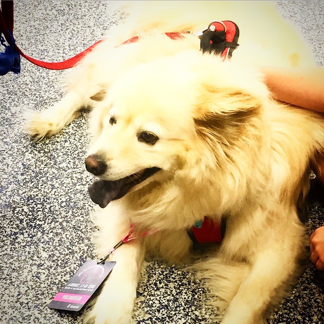 GGreenII's tweet photo. #derbytwitter #RobyDoby #talk2WFTDA Cody the derby dog should be here around four for all the fluffy dog petting he can get! #KZooCup2018 #wftda #woofda #dogslovederbytoo https://t.co/AbzLKNMnJ9