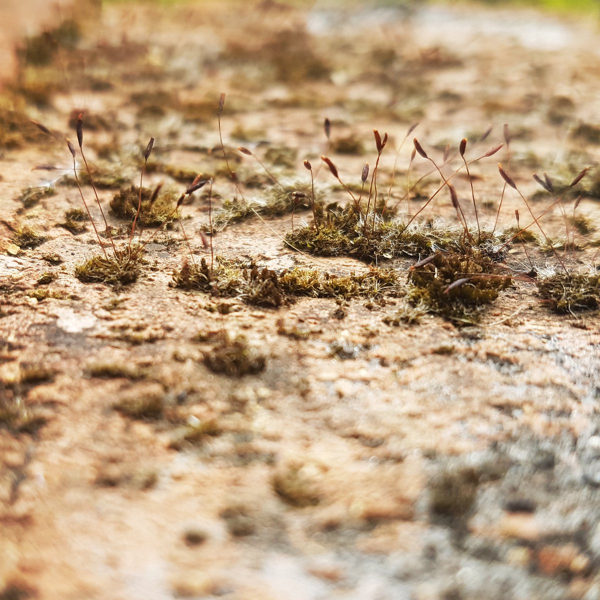 Steve Williams tweet media