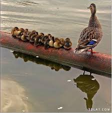 ZaiTechnical's tweet photo. It is not good for you to do more and your son but the good is to make you more aware and glorify your dreams and to brag about the worship of Allah . https://t.co/v8Bgg9fQeP