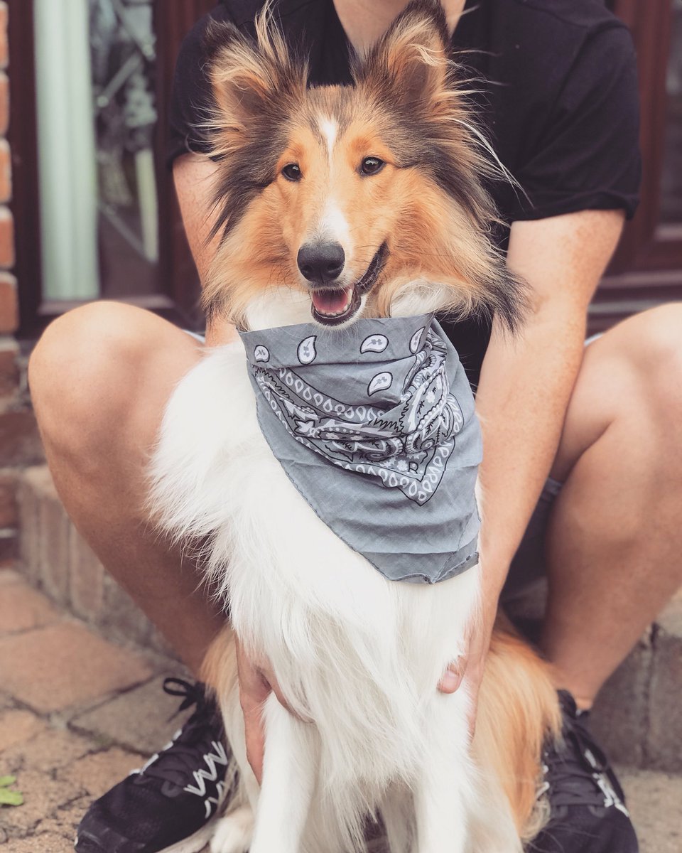 karent44's tweet image. Penny fresh after her groom #pets #puppies #dogs #cute #love