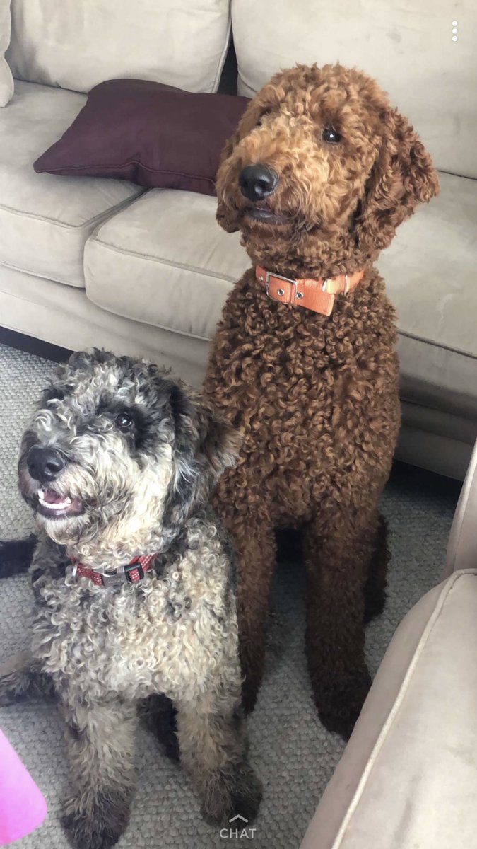 daniellepoteat's tweet photo. My baby boys!!!!!!!! https://t.co/jpEqo3vfRa