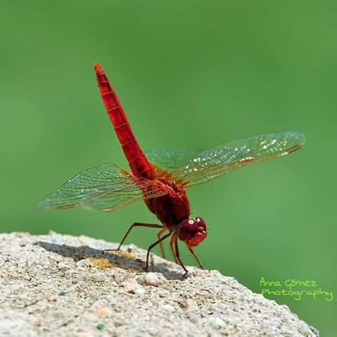 AnnaGomezFerran's tweet photo. @territoricat @324cat @eltempsTV3 @TomasMolinaB #libelula #arthropoda #odonat #insectes #biologia https://t.co/r1PHbArJaZ