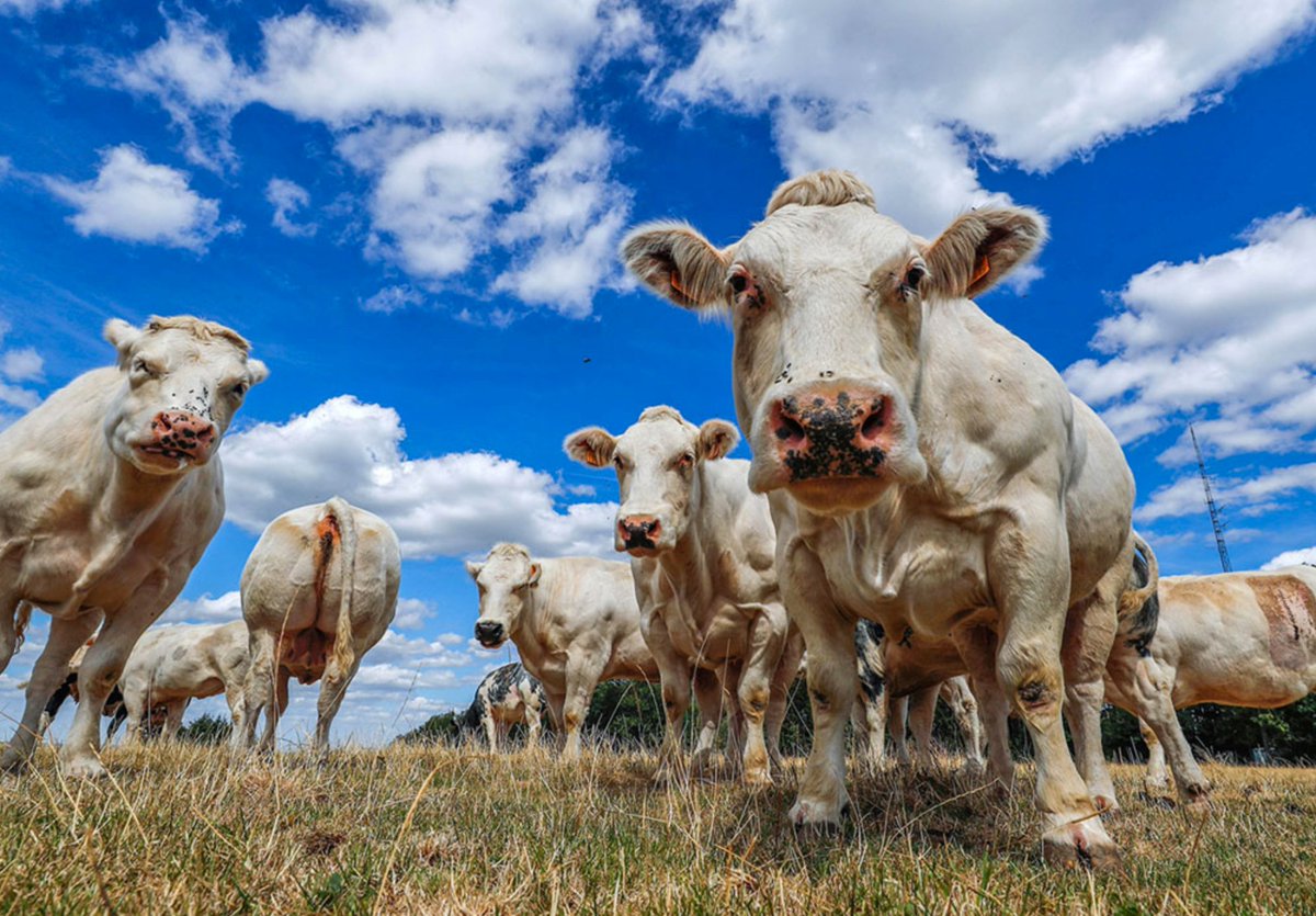 Christopher Moore tweet media