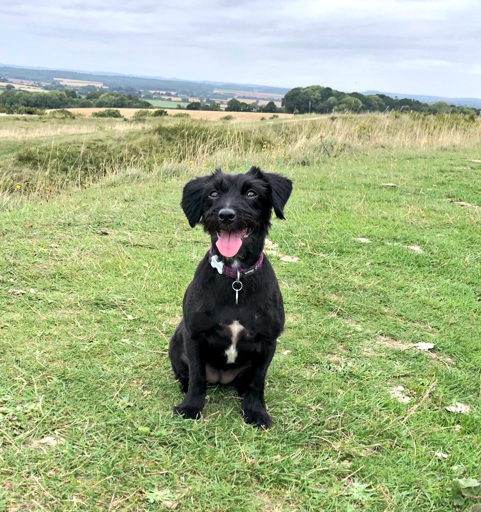 Day_Zee_Dog's tweet photo. Mum &amp; Dad took me to Badbury Rings today! #dogwalk #Dorset #Jackapoo https://t.co/UBOJ8XlY8U