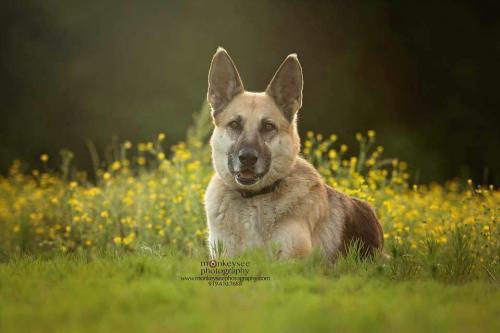 Dixie is a 12 year old sweetheart!
Loves to walk, run, fetch, and snuggle
<a href="/SGSRescue/">SGSR</a> #VA #NC #MD #GSD #adopt
bit.ly/sgsr-dixie