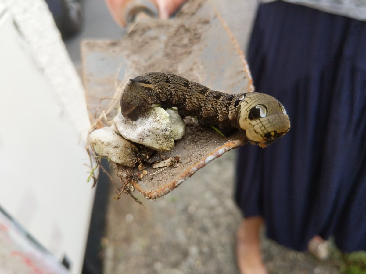 Found this beast today while gardening