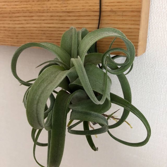 nyouichin's tweet photo. カーリースリムがようやくクルクルになってきた。買った時はピンピンやったけど、少しだけ感じが出てきた。 #tillandsia #airplants #airplant #チランジア #エアープランツ #エアプランツ #curlyslim #カーリースリム https://t.co/oMr3bqmcyf