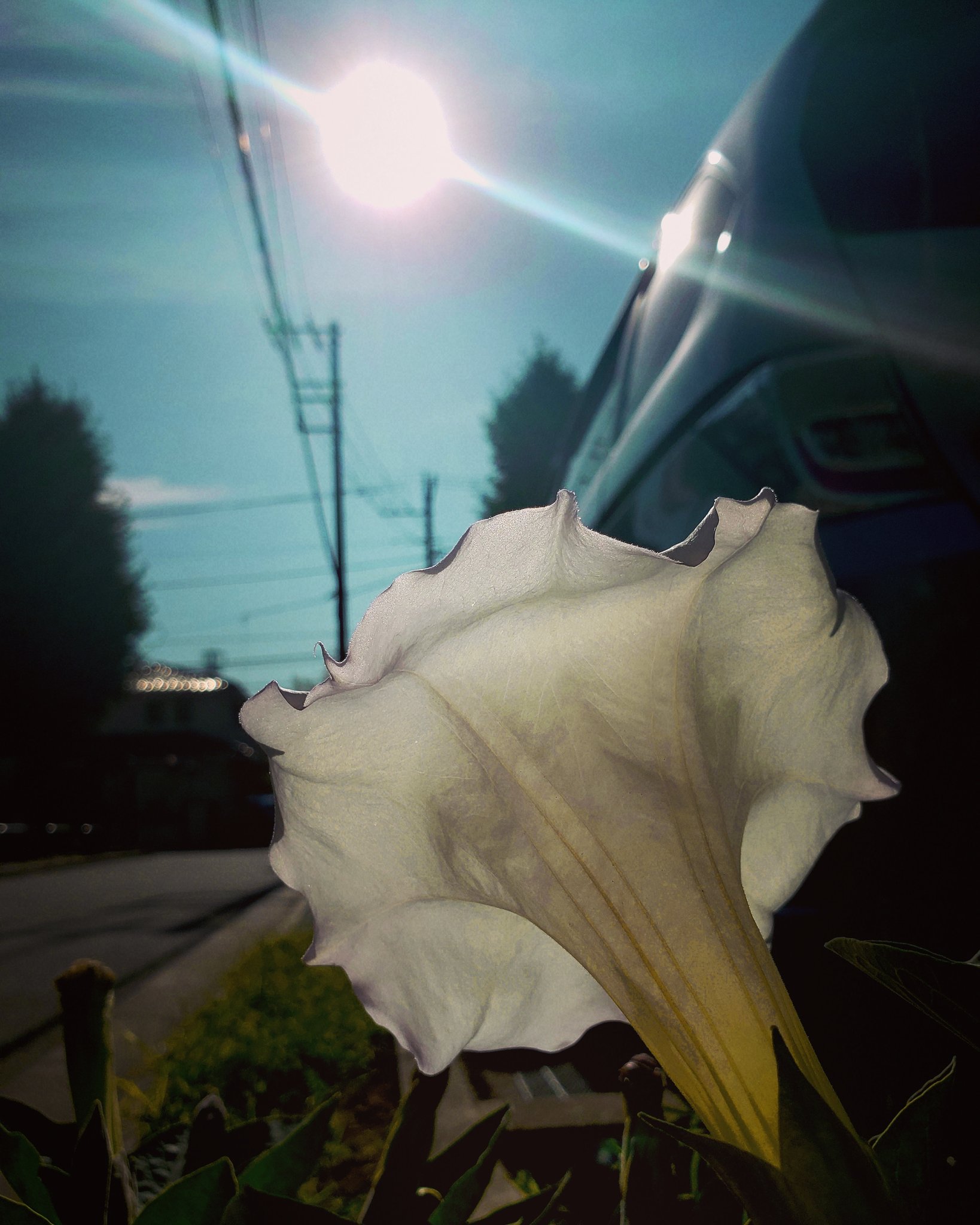 森田miw おはよーございます さわーやーかーなにちよう って歌うたうのにピッタリな日曜朝 エンゼルトランペットが太陽ボールをキャッチしようとパァーッと手を広げておりました 佳い日曜日を Sky Summer Flower Love 空 夏 花 エンゼル