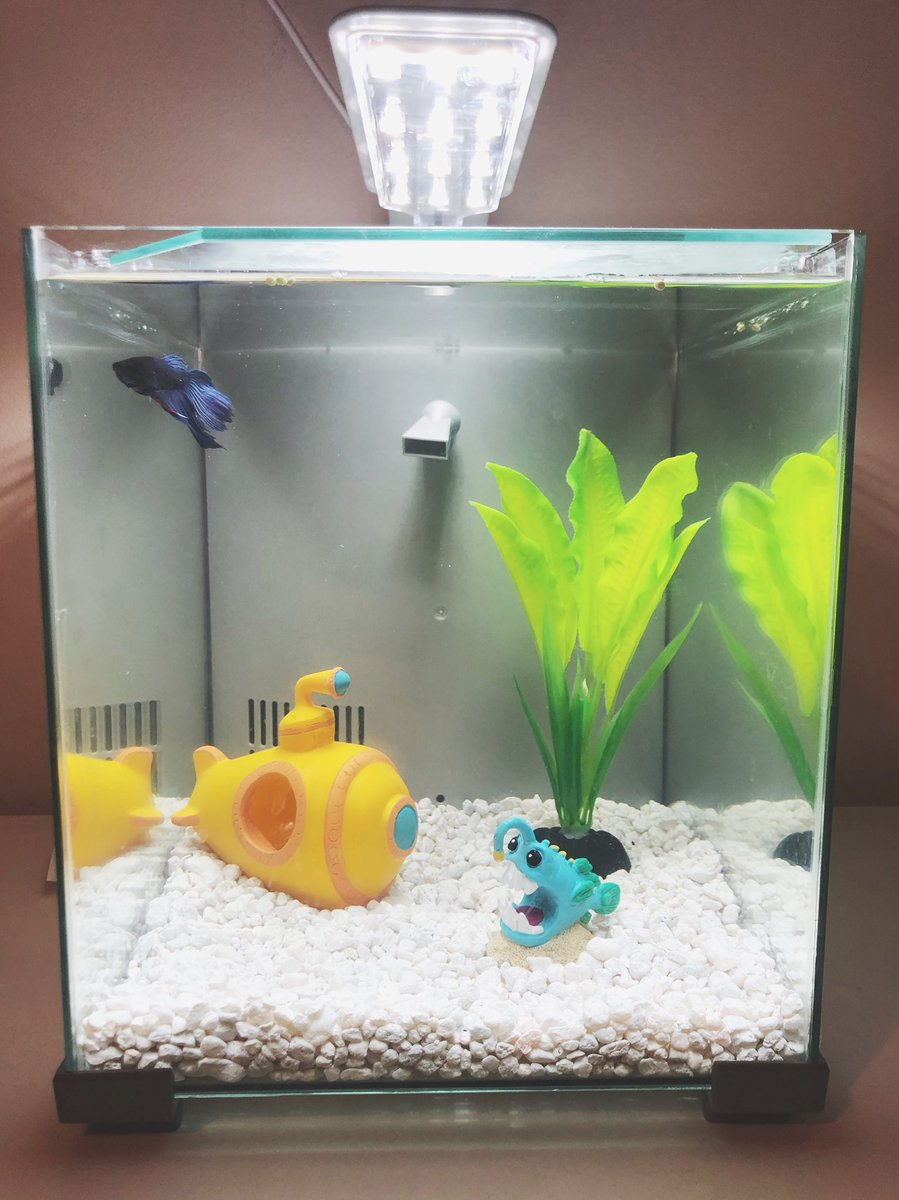 emily_fri's tweet photo. Applesauce (may he rest in peace) made it a full 2.5 months. 

Meet Neptune! #fishparenting https://t.co/KJ89FUeqdc