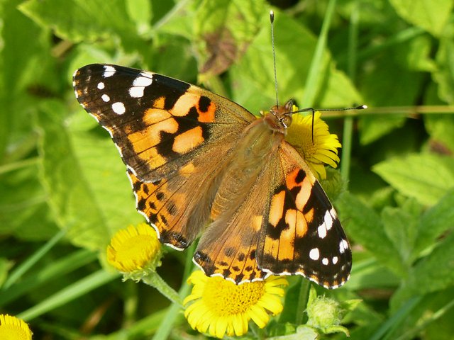 Las mariposas carderas de nueva generación Vanessa cardui ya vuelan por #CaboPeñas. Estarán aquí hasta el inicio del otoño que migrarán a África. #mariposas #butterflies #cardera #Vanessacardui