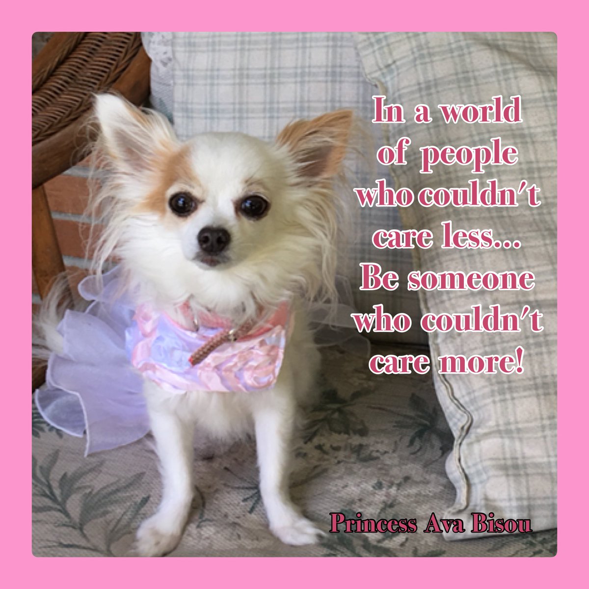 'In a world full of people who couldn't care less,… Be someone who couldn't care more!'
#PrincessAvaBisou #puppymillsurvivor #PrisonertoPrincess #betheonewhocares
#Dogsofinstagram #dogsoftwitter