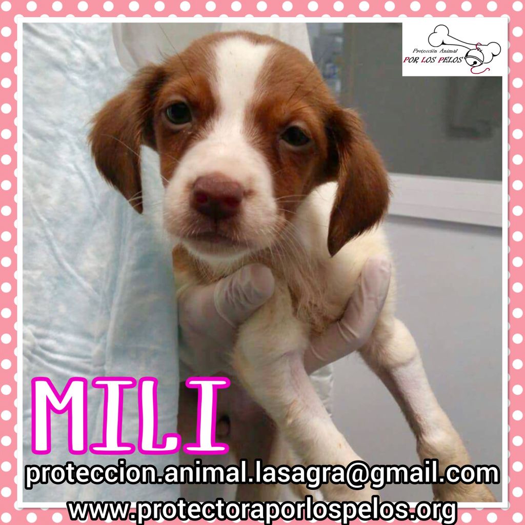 PerreraToledo's tweet image. •MILI• #cachorra 3 meses, tirada a un canal con su hermanita Pili (ya adoptada) y su mamá Ruth, ha salido del hospital con la parvo superada. No aguantará en la perrera,URGE #acogida buff.ly/2LFDs44 buff.ly/2GLg1n1…