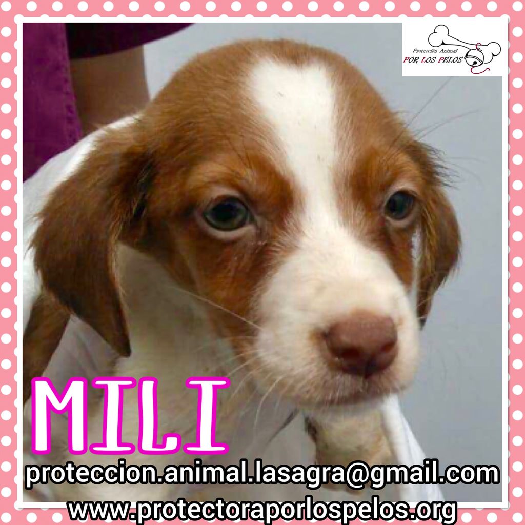 PerreraToledo's tweet image. •MILI• #cachorra 3 meses, tirada a un canal con su hermanita Pili (ya adoptada) y su mamá Ruth, ha salido del hospital con la parvo superada. No aguantará en la perrera,URGE #acogida buff.ly/2LFDs44 buff.ly/2GLg1n1…