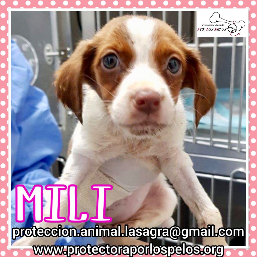 PerreraToledo's tweet image. •MILI• #cachorra 3 meses, tirada a un canal con su hermanita Pili (ya adoptada) y su mamá Ruth, ha salido del hospital con la parvo superada. No aguantará en la perrera,URGE #acogida buff.ly/2LFDs44 buff.ly/2GLg1n1…