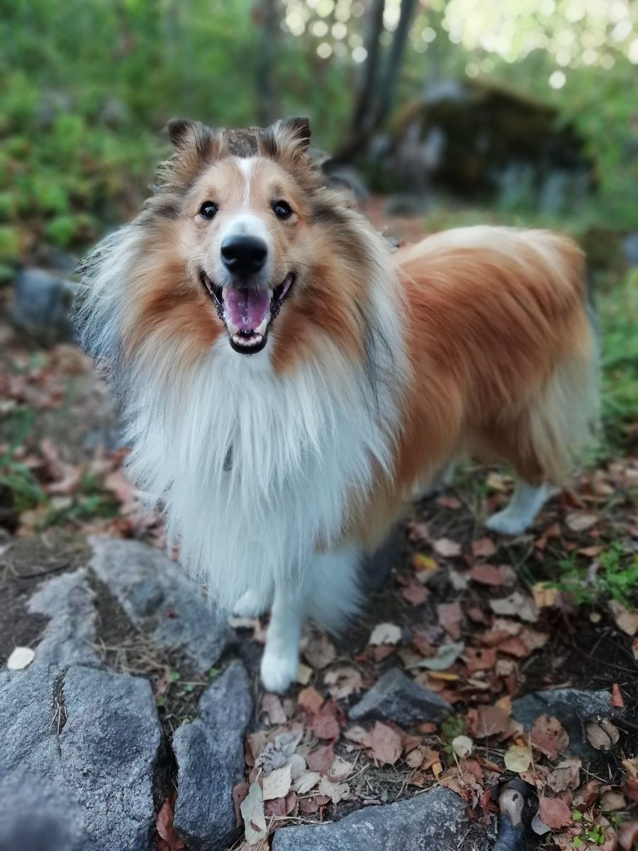 Winstonvonfluff's tweet photo. Hi! 😄 https://t.co/081kUY5UpV