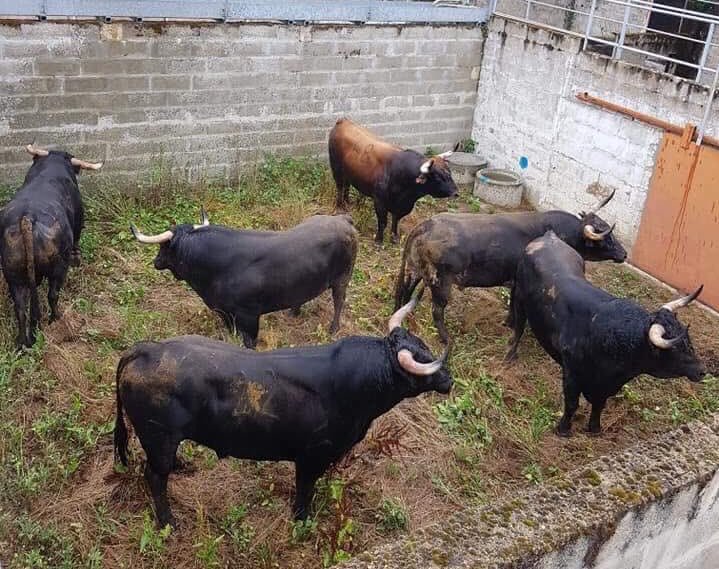 Señores esto es un desproposito de novillada...