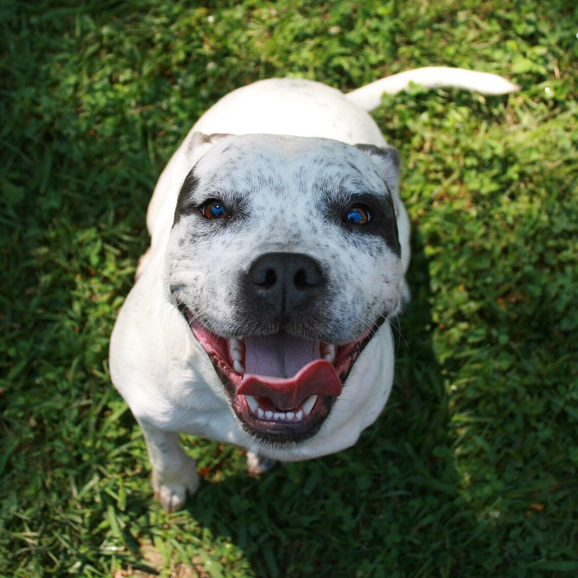 SCCAdoptionCtr's tweet photo. I'm Missy, a loving #pittie mix. Want to know a secret? My breed has a tough rep, but I'm a softie-- I'm very affectionate and sweet. I LOVE #bellyrubs! Come on... don't make me roll over and beg for it! Just call or visit for more info about how to #adoptme! #AdoptDontShop https://t.co/4ZrcWWzsHg