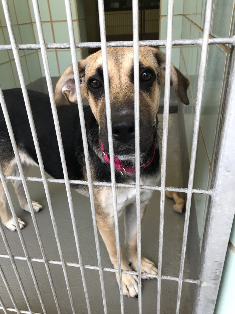 AstridT60's tweet photo. A desocupar los albergues! Let’s clear the shelters!!! Pam, Melvin, Estelle and Dak need a human family! @Noticias60 #pets #dogs #adopadog #cleartheshelters #DesocuparLosAlbergues #mascotas #nbc #nbcuniversal #nbcfamily #telemundo #satx #texas #smile https://t.co/n3p6j11Lmx