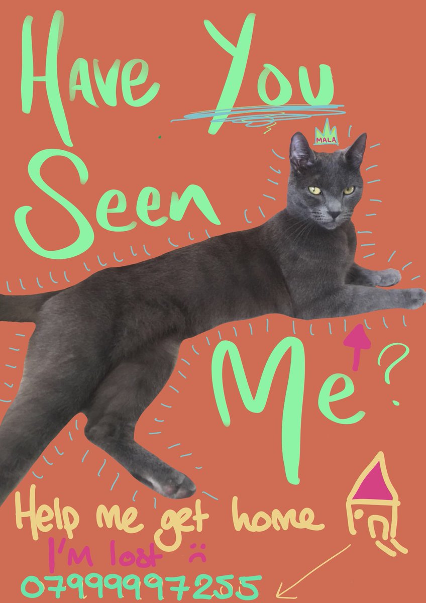 katiaseed's tweet photo. @dereknahman We have lost our grey cat is this her? https://t.co/1e4fAWzje2