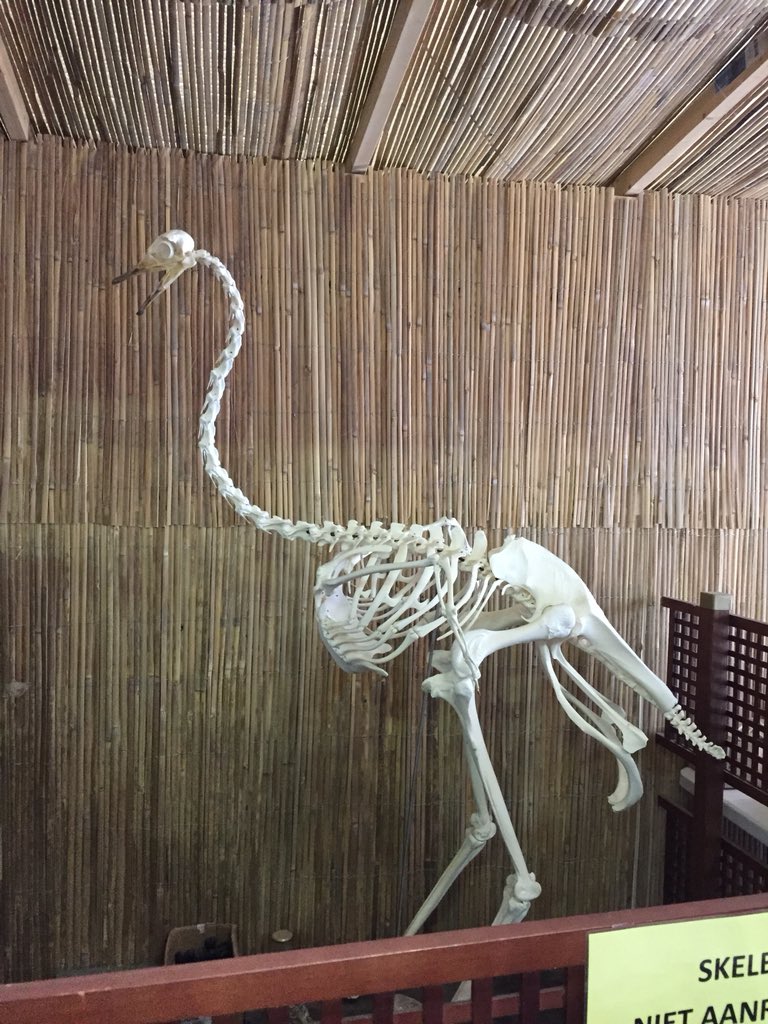 Skeleton of ostrich