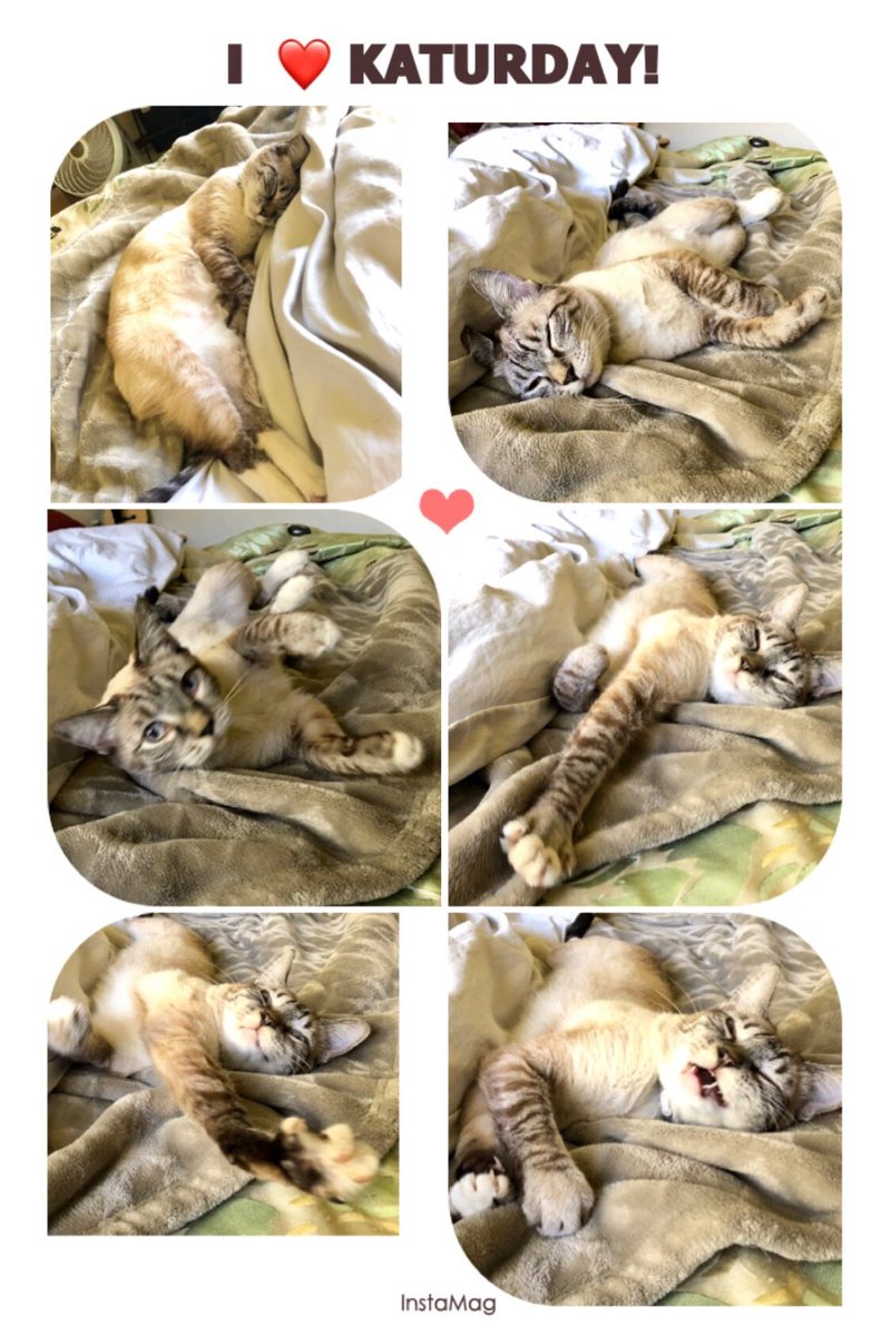 Kat Diary; IT’S KATURDAY! twitchytwilightreloaded.wordpress.com/2018/08/18/kat…