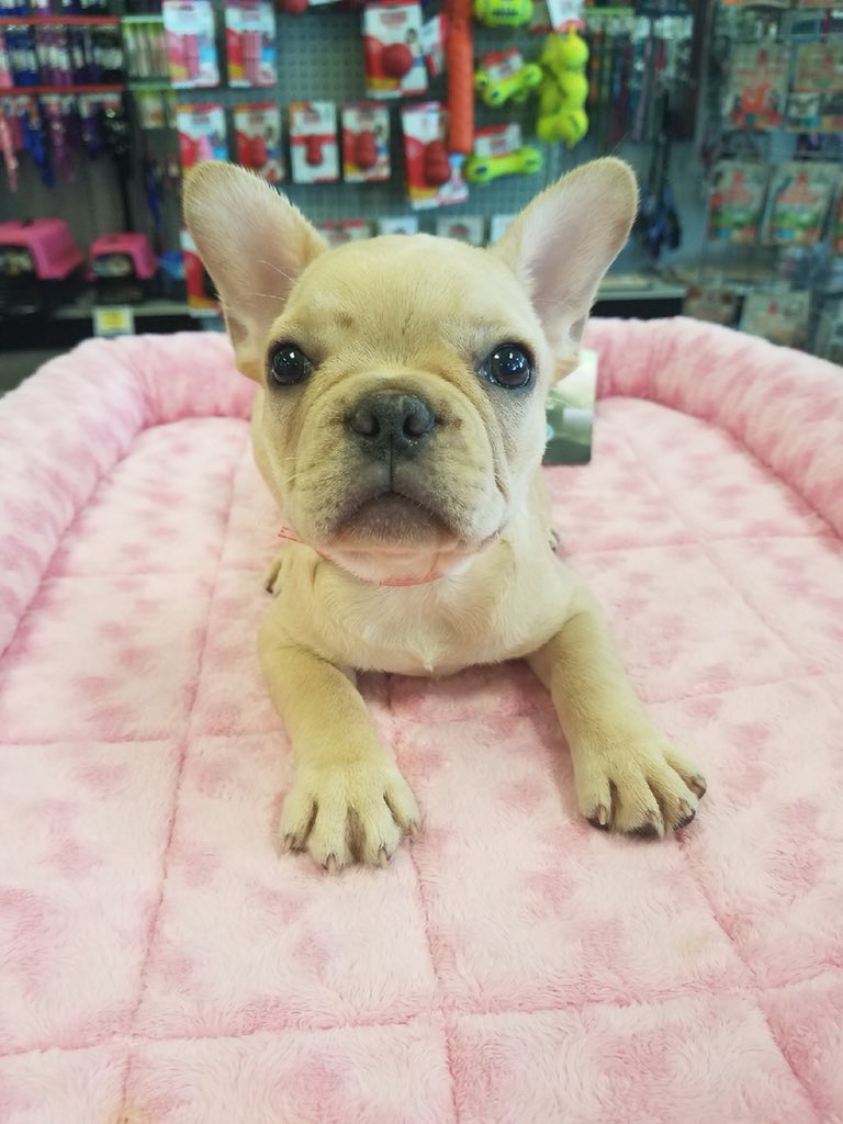 adaure's tweet image. Staff at #FriendlyPets in #FriendlyCenter in @greensborocity need help finding this puppy after two men posing as customers stole it. The price tag on the French bulldog was $4500 @WFMY