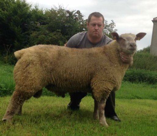 Irish Charollais Sheep Society tweet media