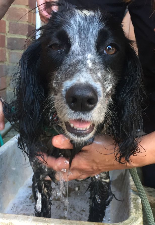 Pls RT - Dog MOLLY remains #missing, following her owner Chris Fisher sadly found in tragic circumstances. MOLLY was with Chris when he disappeared.
She may be frightened &amp; hiding somewhere. ALERT <a href="/kent_police/">Kent Police (UK)</a> if seen
Reunite her with her grieving family.
#Ashford #Kent #smarden