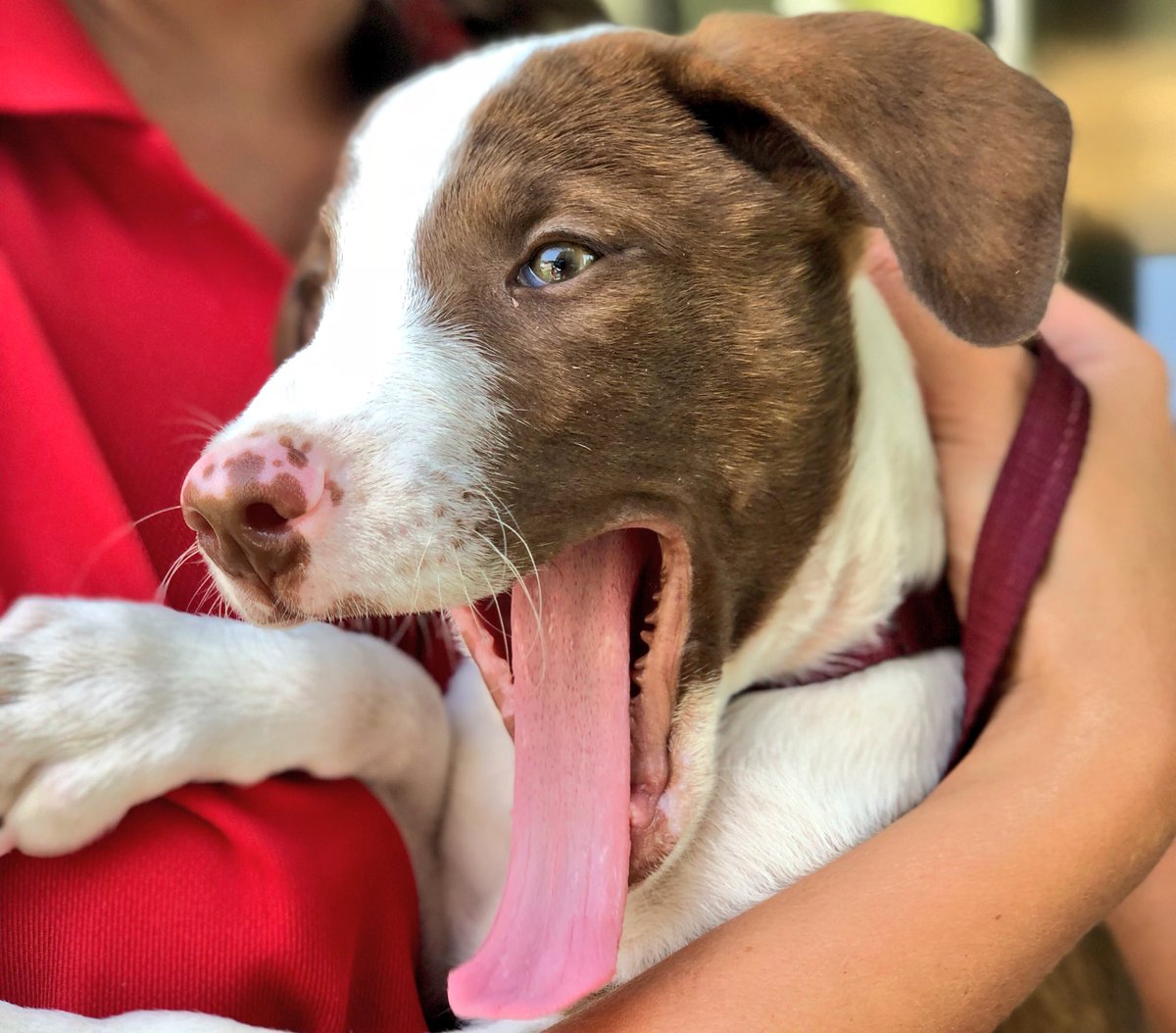 amugaverotv's tweet photo. Total count right now: 266 animals adopted! We far surpassed our goal of 200 for this year! Couldn’t have done it without you Texoma! #ClearTheShelters #CTS10 @KTENnews https://t.co/dZQeGaE6Om