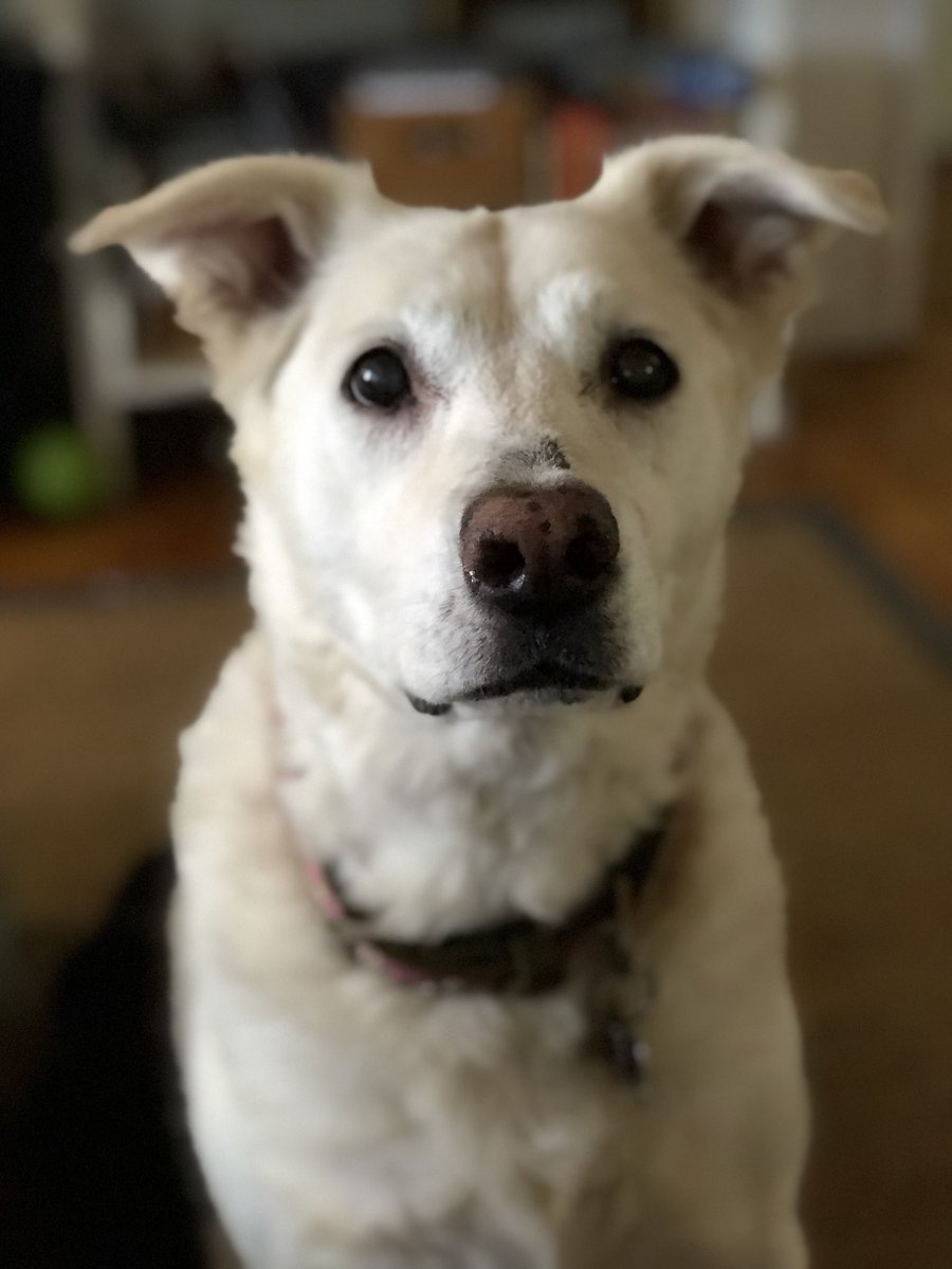 zoeytoo's tweet photo. Hi I am twelve and have given twelve years of laughs, love and lessons to everyone I’ve met. Also I am adorable when you have chicken. #ClearTheShelters https://t.co/xDcCbmSEDt