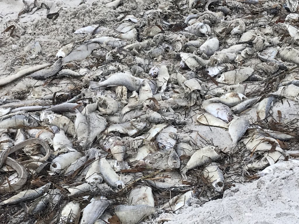 Isabel Mascareñas (@imascarenas) on Twitter photo #WeddingPlanners say they have some nervous brides, worried #RedTide will ruin their #beachwedding <a href="/MoteMarineLab/">Mote Marine Laboratory & Aquarium</a> <a href="/MyFWC/">MyFWC</a> <a href="/SunWeddings/">FloridaSunWeddings</a> #WeddingPlanners say they have some nervous brides, worried #RedTide will ruin their #beachwedding <a href="/MoteMarineLab/">Mote Marine Laboratory & Aquarium</a> <a href="/MyFWC/">MyFWC</a> <a href="/SunWeddings/">FloridaSunWeddings</a>