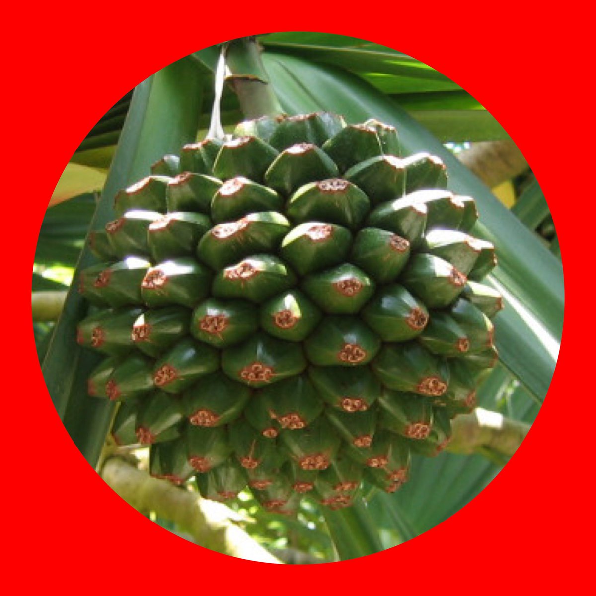 tetsumatsu1's tweet image. goodmorning
Birth fruit of today
タコノキ
(screw pine)
19.8
#タコノキ
#screwpine
#誕生果
#birthfruit