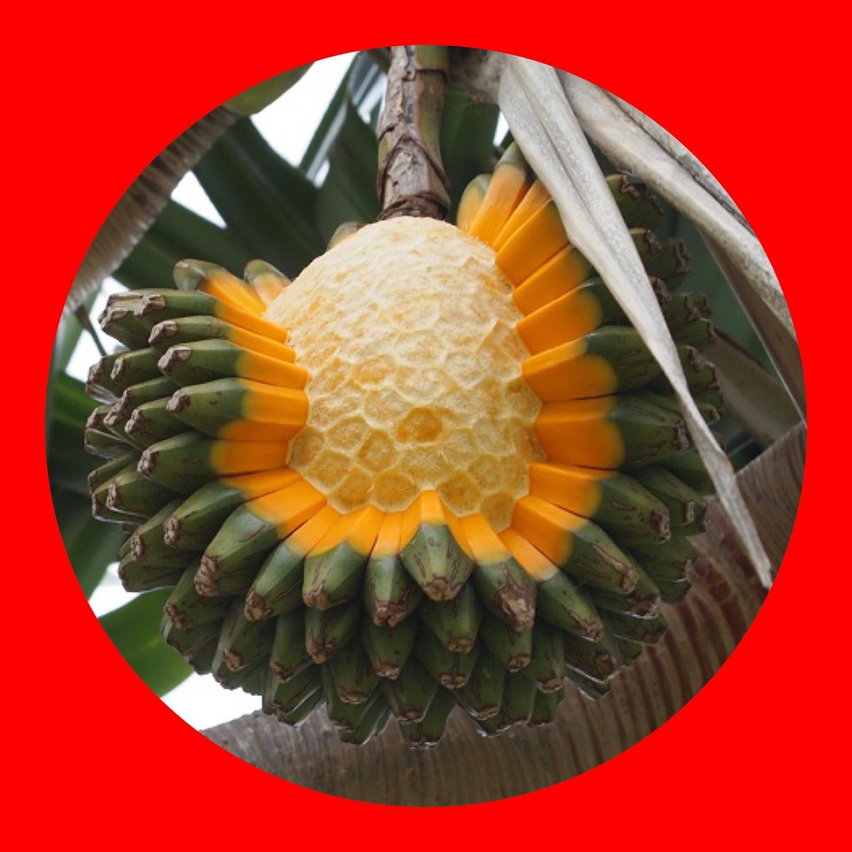 tetsumatsu1's tweet image. goodmorning
Birth fruit of today
タコノキ
(screw pine)
19.8
#タコノキ
#screwpine
#誕生果
#birthfruit