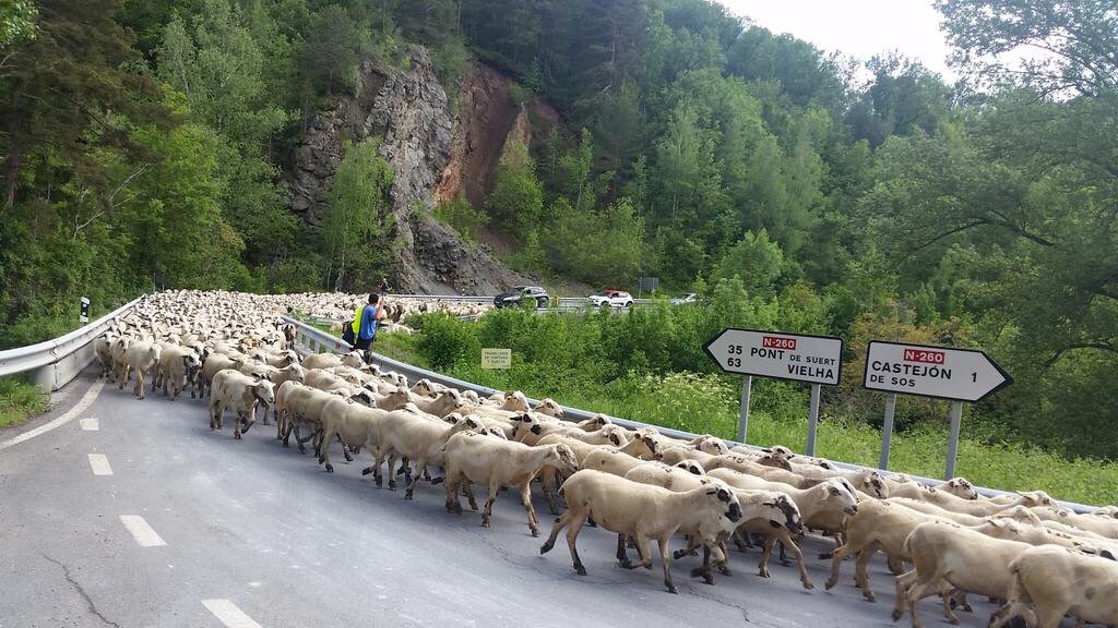 Atasco rural en Castejon de Sos Huesca