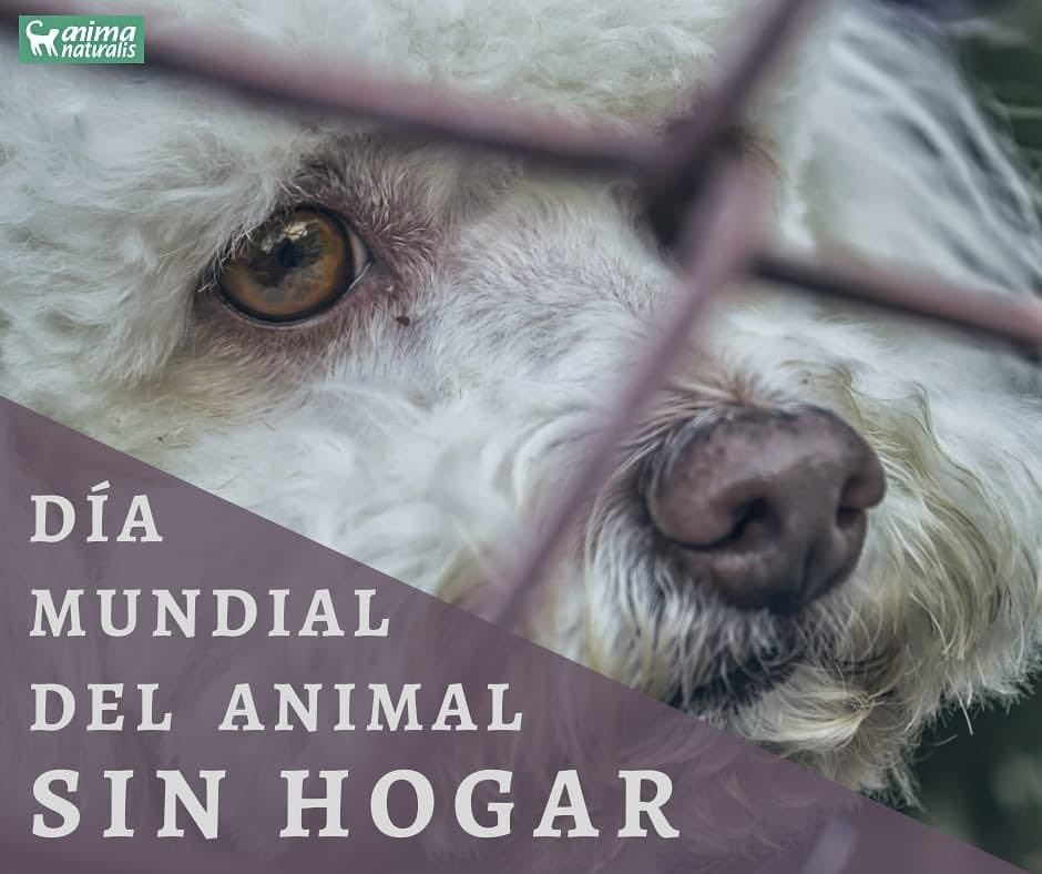 #DiaMundialdelAnimalSinHogar No compres perros ni gatos, #Adopta No los reproduzcas, #Esterilízalos. Adoptando y esterilizando ayudas a salvar vidas y a prevenir el sufrimiento de miles de animales ¿Por qué no hacerlo si es tan sencillo y está en tus manos?