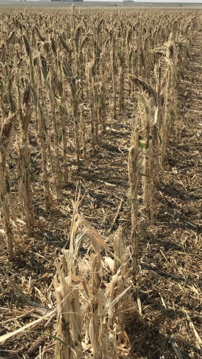 A34Ray's tweet image. Looked at some fields yesterday that just makes a guy sick!!