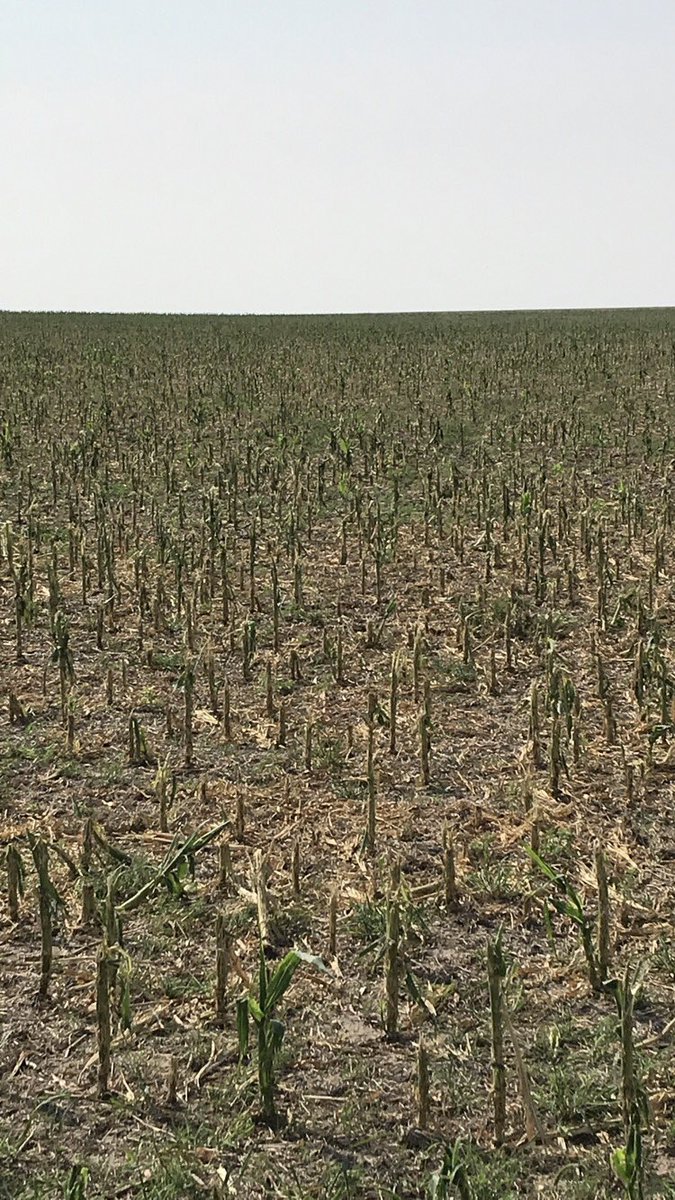 A34Ray's tweet image. Looked at some fields yesterday that just makes a guy sick!!