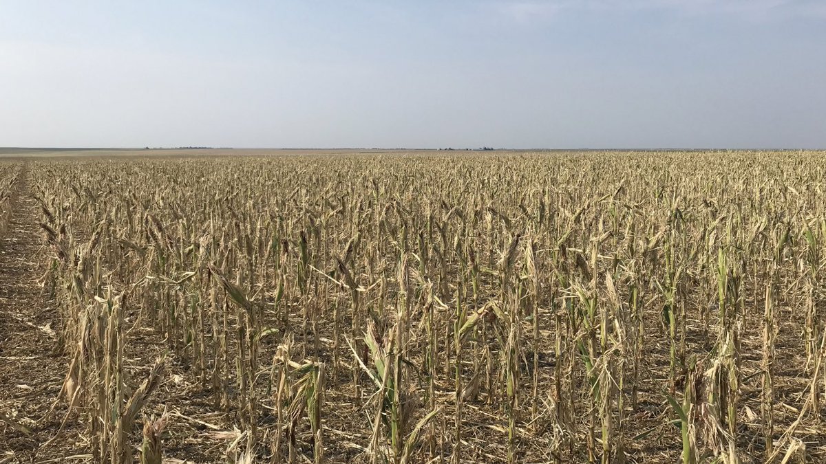 A34Ray's tweet image. Looked at some fields yesterday that just makes a guy sick!!