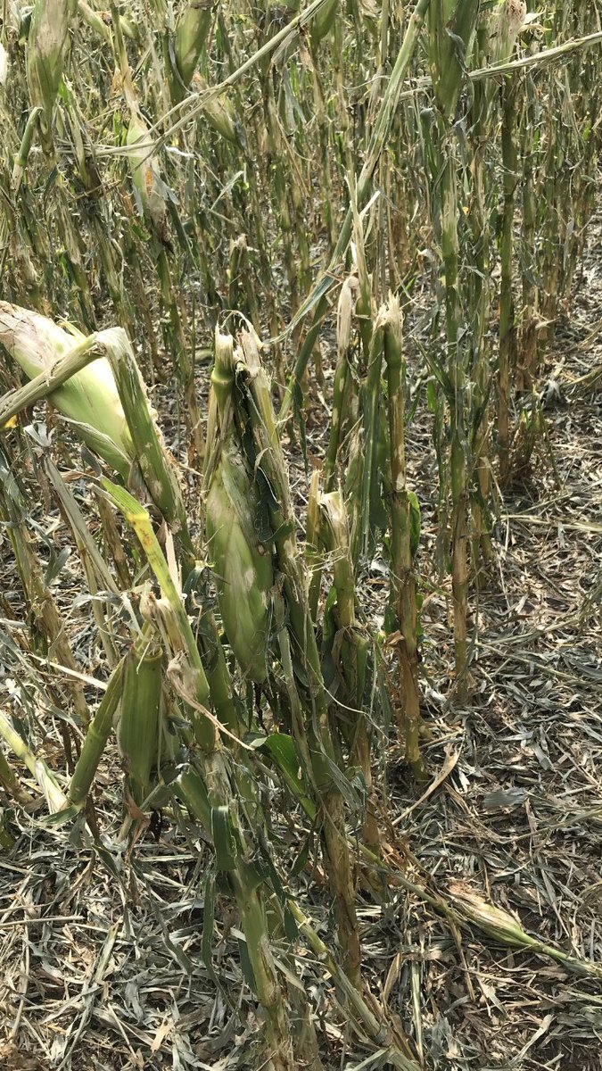 A34Ray's tweet image. Looked at some fields yesterday that just makes a guy sick!!