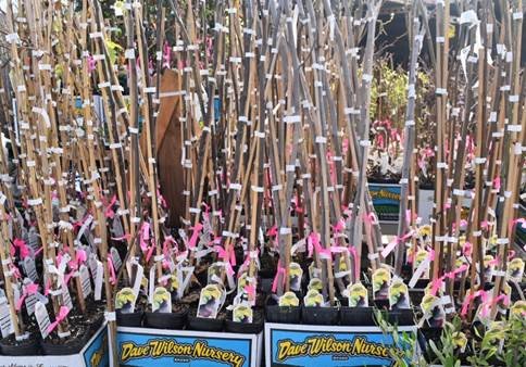 ebook Digital color image processing