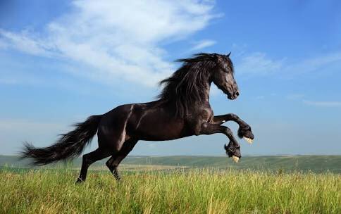 AtPartiGiresun's tweet photo. Kişneme, renk, ırk, toynak farketmesizin.. Dört nala 🐎 https://t.co/8t7lcE28ZG