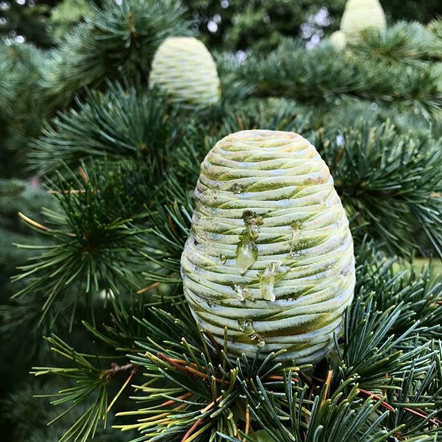 #plantingfieldsarboretum is where I found these cool looking #pinecones ift.tt/2OMxFeo