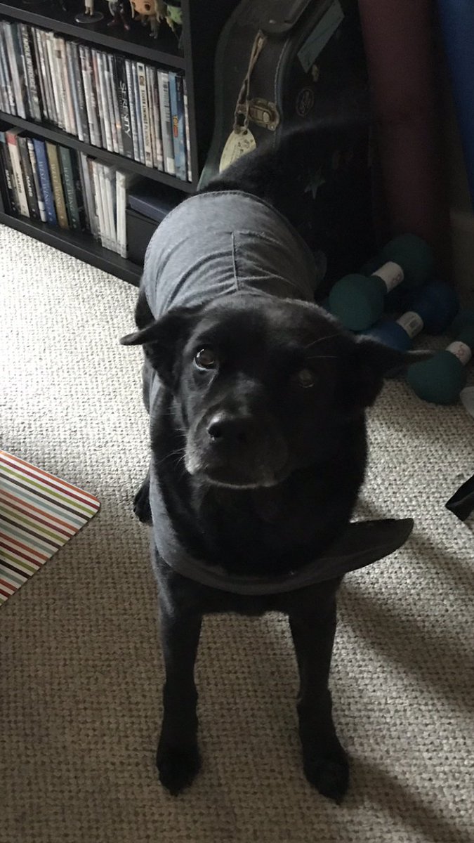 screamqueen084's tweet image. I tried to get a picture of Kaylee in a jersey but she got suspicious and hid in her crate. Here’s one of her in her thunder shirt this morning! #anxietydog #dogsofwftda