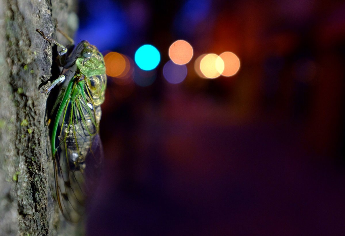 Cicada! #weekendinDC