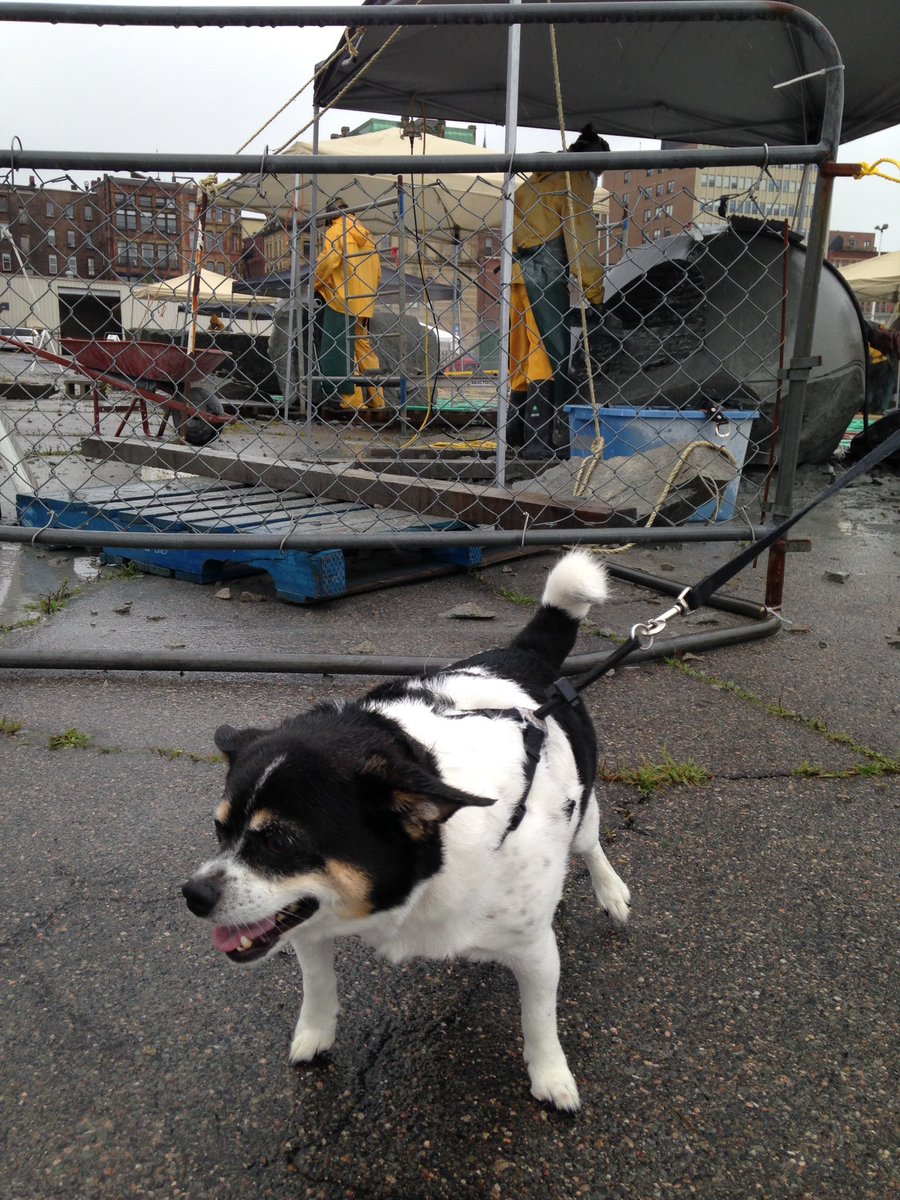 conradbrock's tweet photo. Dog 1: Buddha from Boston
#DogsOfSculptureSJ
#SculptureSJ @sculpturesj https://t.co/wXT5EOXaz4