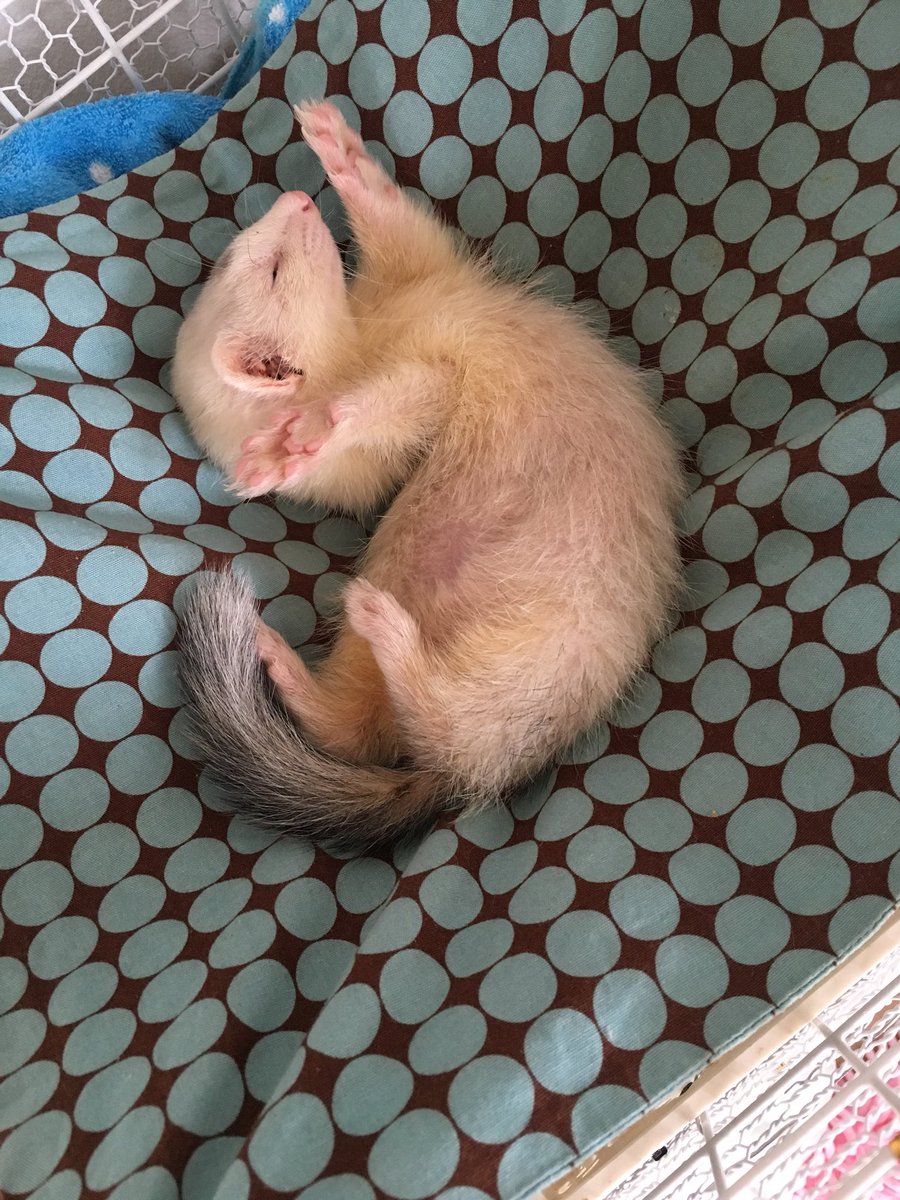 リリー Sur Twitter 我が家の可愛い赤ちゃんの寝相 フェレット Ferret