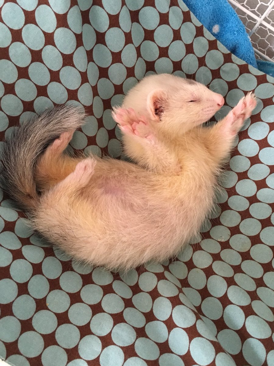 リリー 我が家の可愛い赤ちゃんの寝相 フェレット Ferret